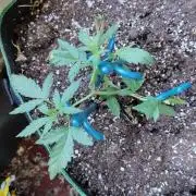 Northern Lights Outdoor