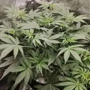 Apple Fritter Auto DWC Indoor