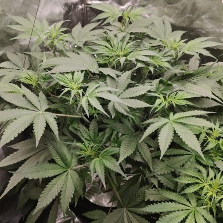 Apple Fritter Auto DWC Indoor