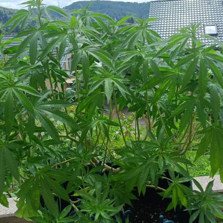 Apricot Oreoz Outdoor