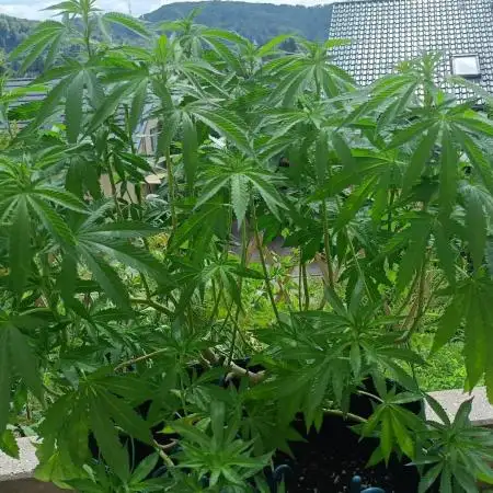 Apricot Oreoz Outdoor
