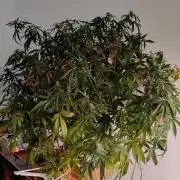 Strawberry Haze Auto DWC Indoor
