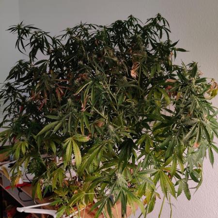 Strawberry Haze Auto DWC Indoor
