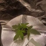 Kush Auto DWC Indoor
