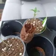 Bubblegum Auto Outdoor