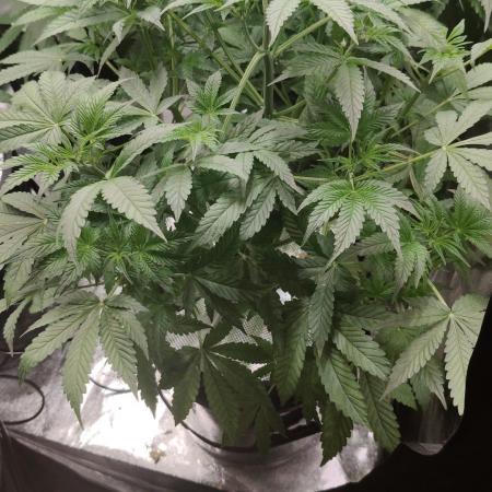 Strawberry Haze Auto DWC Indoor