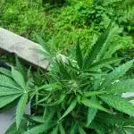 Rucu Cucu OG Auto