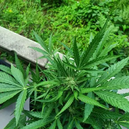 Rucu Cucu OG Auto