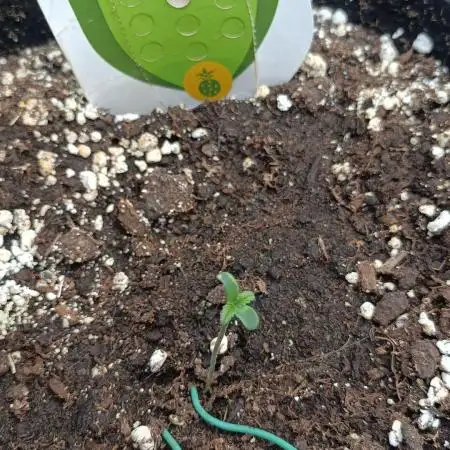 Tropicana Cookies Purple Auto