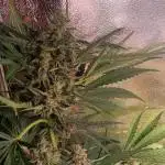 Tropicana Cookies Purple Auto
