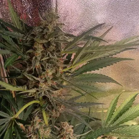 Tropicana Cookies Purple Auto