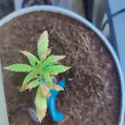 Blue Dream Outdoor