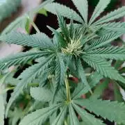 Swiss Skunk Auto Outdoor