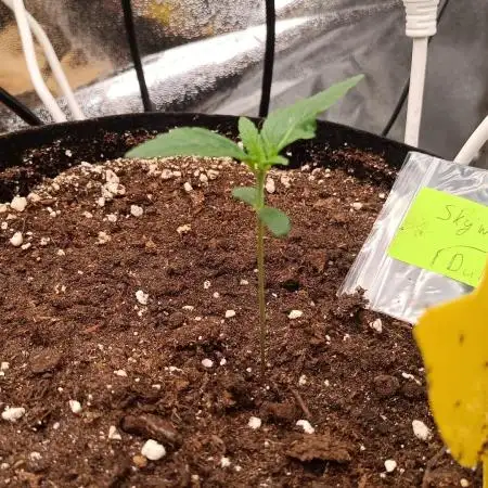 Skywalker Haze Auto