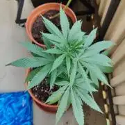 Swiss Skunk Auto Outdoor