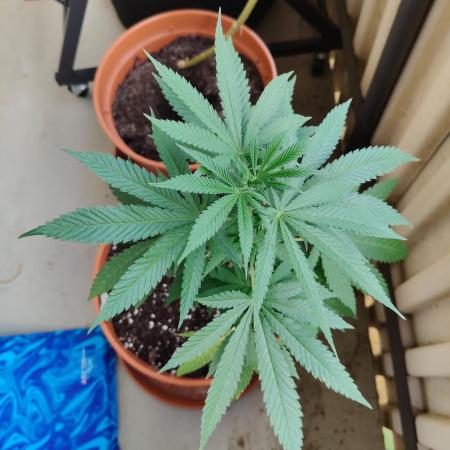 Swiss Skunk Auto Outdoor