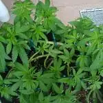 Apricot Oreoz Outdoor