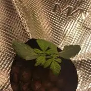 Cherry 7Up Auto DWC Indoor
