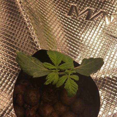 Cherry 7Up Auto DWC Indoor