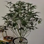 Apple Fritter Auto DWC Indoor