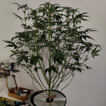 Apple Fritter Auto DWC Indoor