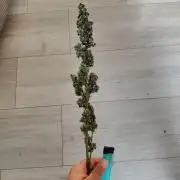 Kush Auto DWC Indoor