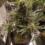 Mack and Crack Auto