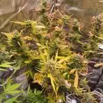Skywalker Haze Auto