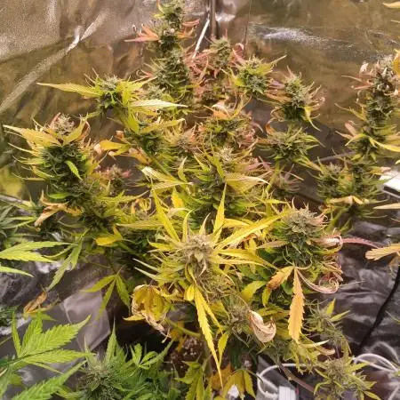 Skywalker Haze Auto