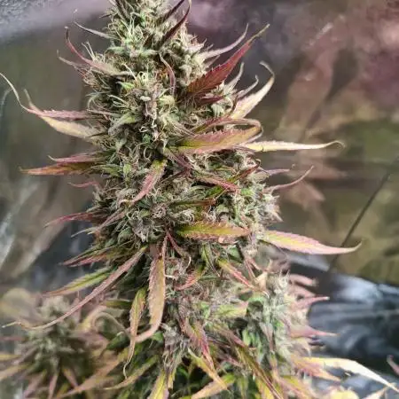 Gorilla Cookies Auto