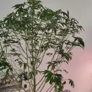Strawberry Haze Auto DWC Indoor