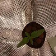 Kush Auto DWC Indoor