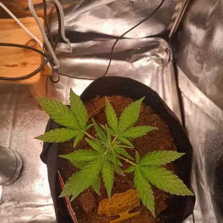 Jet Fuel Mandarine XL Auto