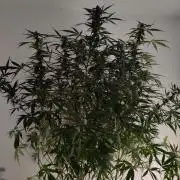 Kush Auto DWC Indoor