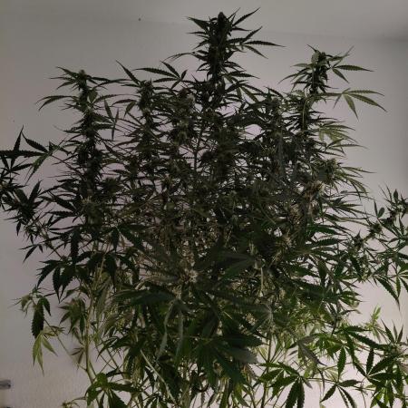 Kush Auto DWC Indoor