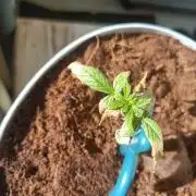 Bubblegum Auto Outdoor