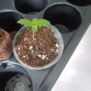 Northern Lights Outdoor
