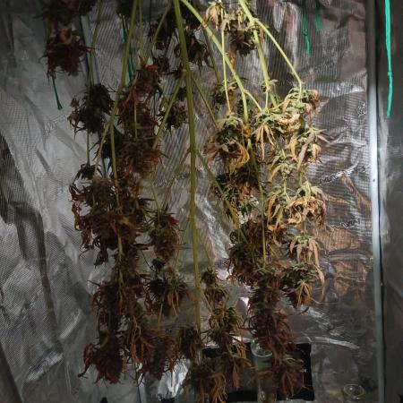 Tropicana Cookies Purple Auto