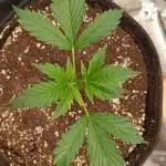 Lemon Zkittlez Auto