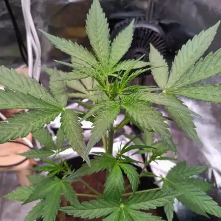 Jet Fuel Mandarine XL Auto