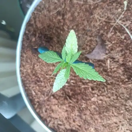 Bubblegum Auto Outdoor