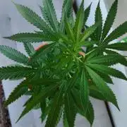 Swiss Skunk Auto Outdoor