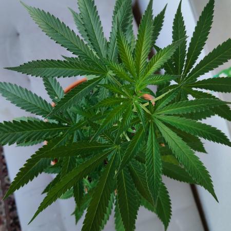 Swiss Skunk Auto Outdoor