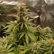 Blue Sunset Sherbert