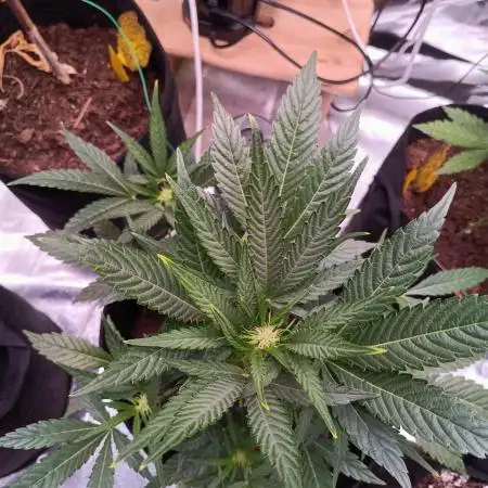 Rucu Cucu OG Auto