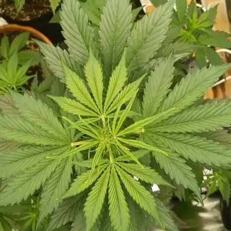 Skywalker Haze Auto