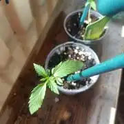 Northern Lights Outdoor