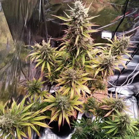 Gorilla Cookies Auto