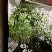 Strawberry Haze Auto DWC Indoor