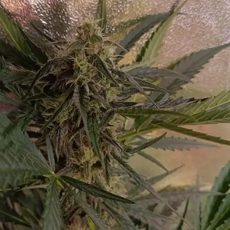 Tropicana Cookies Purple Auto